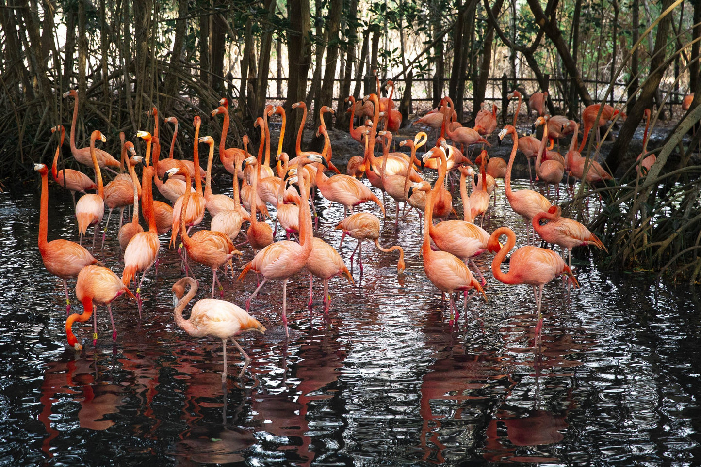 PASS IN BARU INCLUDING ENTRANCE TO THE NATIONAL AVIARY + NIGHT LUMINOUS PLANKTON ACTIVITY