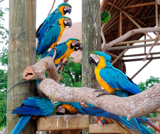PASS IN BARU INCLUDING ENTRANCE TO THE NATIONAL AVIARY + NIGHT LUMINOUS PLANKTON ACTIVITY
