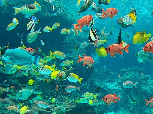 MAGIC AQUARIUM TOUR SAN ANDRES