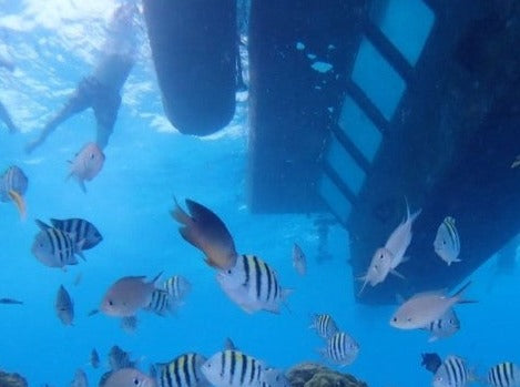 SEMI SUBMARINO NAUTILUS 