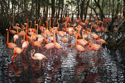 PASS IN BARU INCLUDING ENTRANCE TO THE NATIONAL AVIARY + NIGHT LUMINOUS PLANKTON ACTIVITY